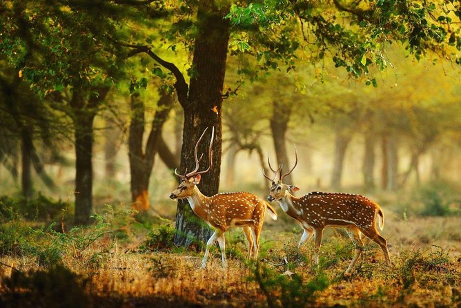 Full Day vs Half Day Wilpaththu Safari: which one to choose?